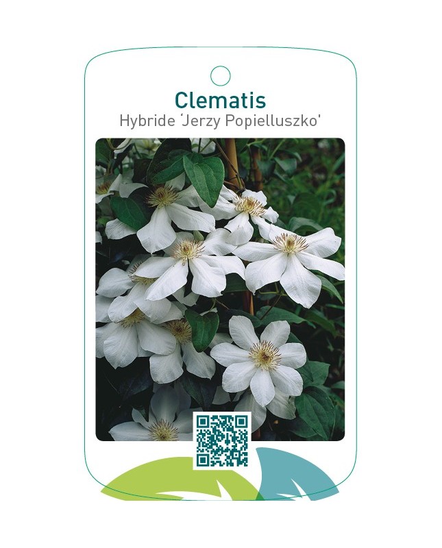 Clematis Hybride ‘Jerzy Popielluszko’