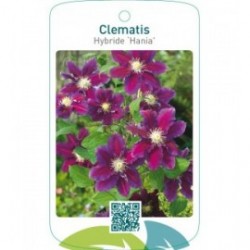 Clematis Hybride ‘Hania’