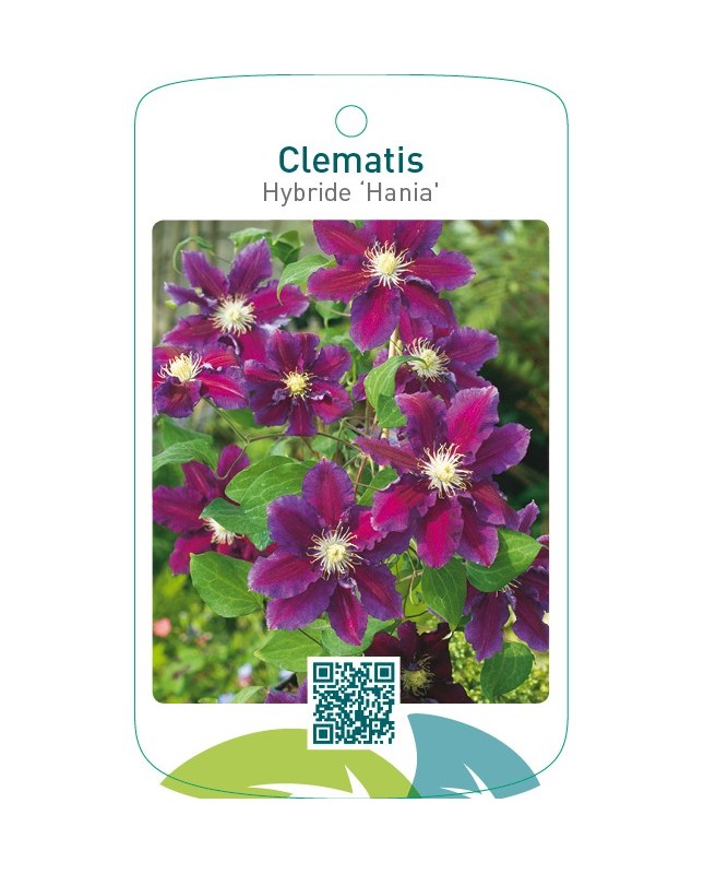 Clematis Hybride ‘Hania’