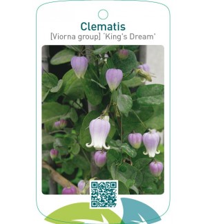 Clematis [Viorna group] ‘King’s Dream’