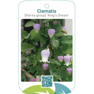 Clematis [Viorna group] ‘King’s Dream’