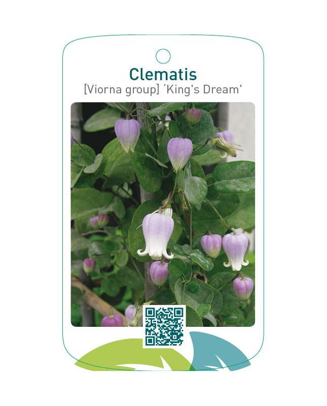 Clematis [Viorna group] ‘King’s Dream’