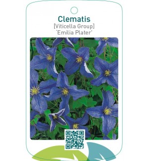 Clematis [Viticella Group] ‘Emilia Plater’