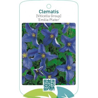 Clematis [Viticella Group] ‘Emilia Plater’