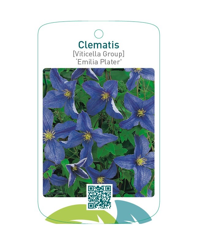 Clematis [Viticella Group] ‘Emilia Plater’