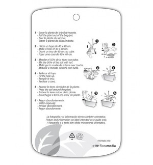 Etichette di Phoenix canariensis