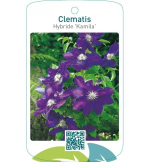 Clematis Hybride ‘Kamila’