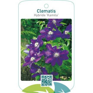 Clematis Hybride ‘Kamila’