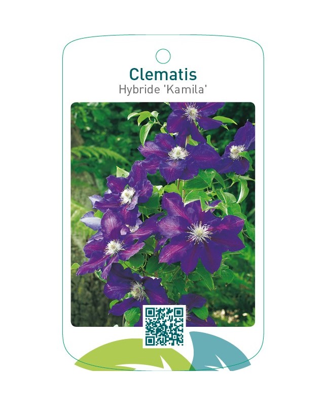 Clematis Hybride ‘Kamila’
