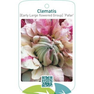 Clematis [Early Large flowered Group]‘Pafar’