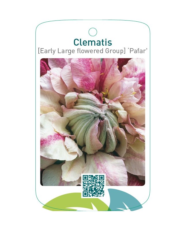 Clematis [Early Large flowered Group]‘Pafar’