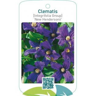 Clematis [Integrifolia Group] ‘New Hendersonii’