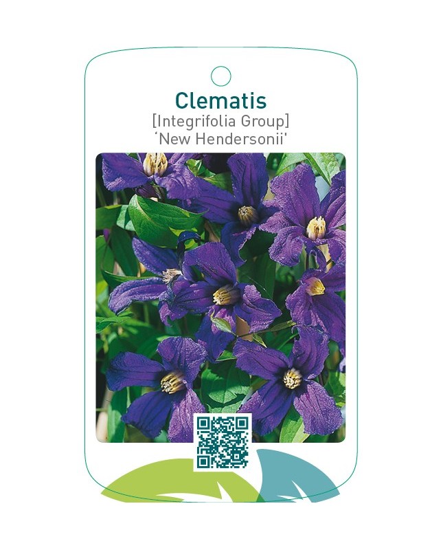 Clematis [Integrifolia Group] ‘New Hendersonii’