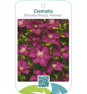 Clematis [Viticella Group] ‘Polonez’