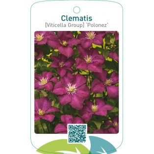 Clematis [Viticella Group] ‘Polonez’