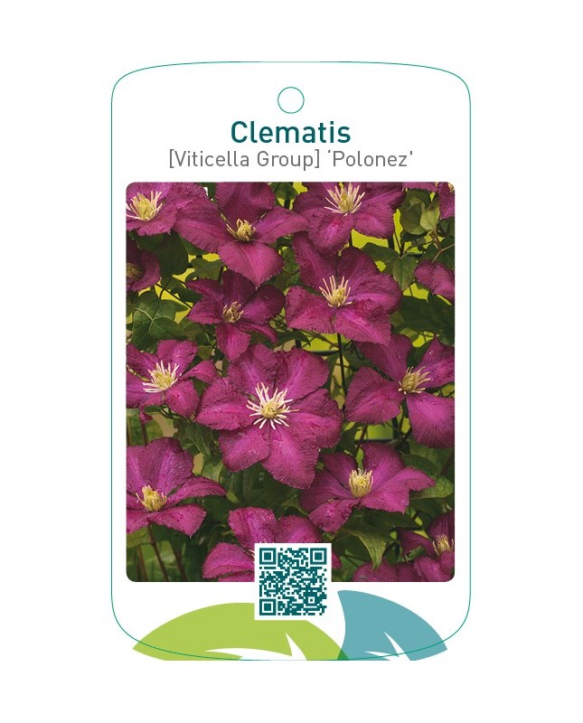 Clematis [Viticella Group] ‘Polonez’