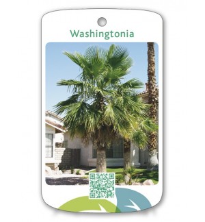 Washingtonia