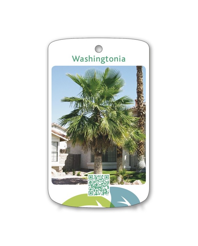 Washingtonia