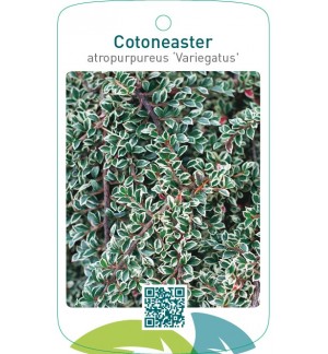 Cotoneaster atropurpureus ‘Variegatus’