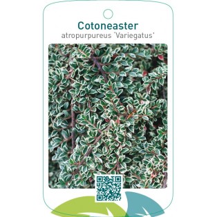 Cotoneaster atropurpureus ‘Variegatus’