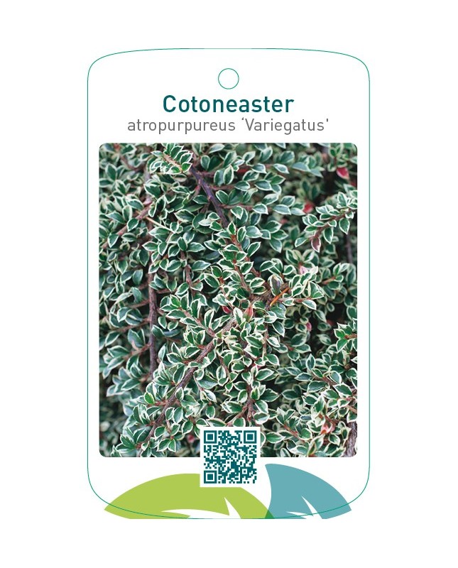 Cotoneaster atropurpureus ‘Variegatus’