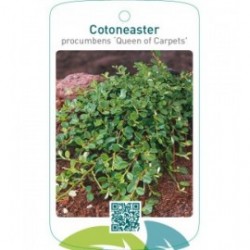 Cotoneaster procumbens ‘Queen of Carpets’