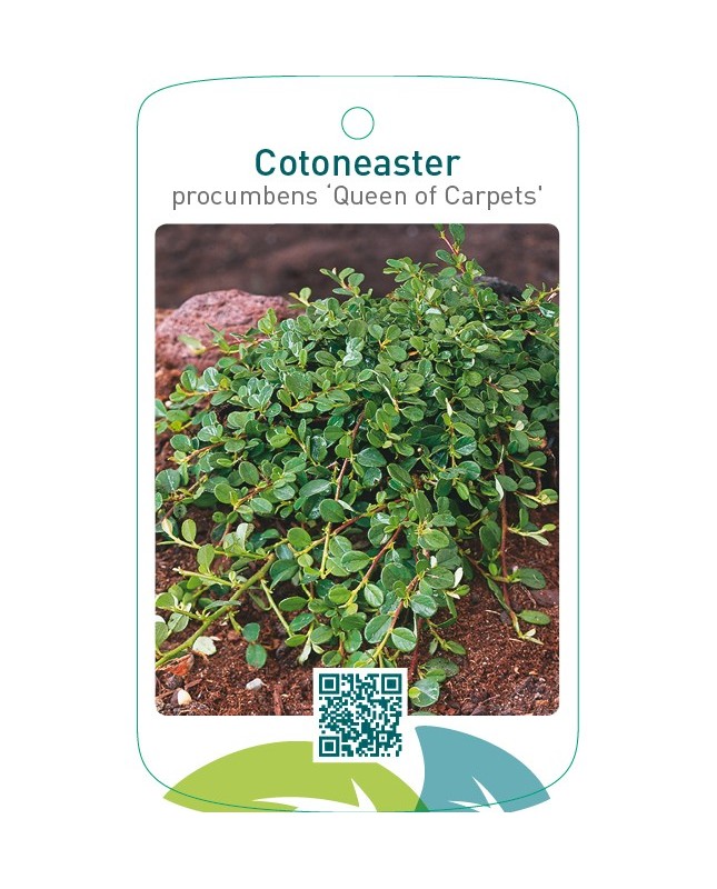 Cotoneaster procumbens ‘Queen of Carpets’