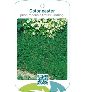 Cotoneaster procumbens ‘Streibs Findling’