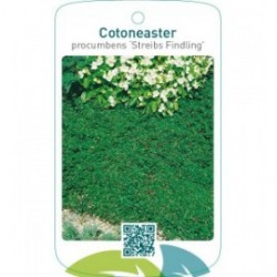 Cotoneaster procumbens ‘Streibs Findling’