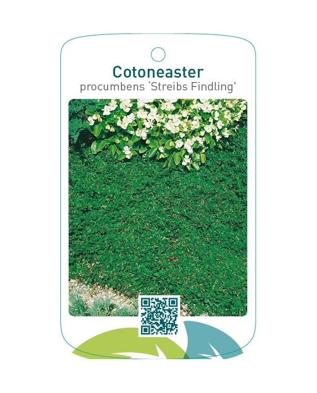 Cotoneaster procumbens ‘Streibs Findling’