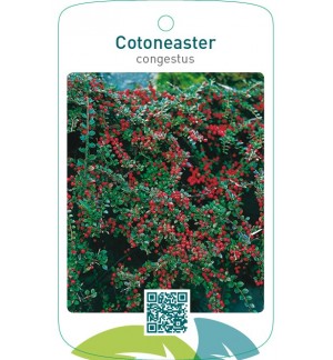 Cotoneaster congestus