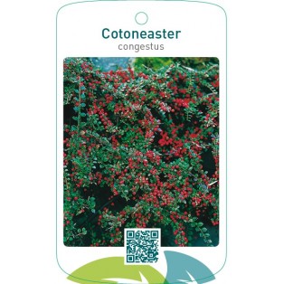 Cotoneaster congestus