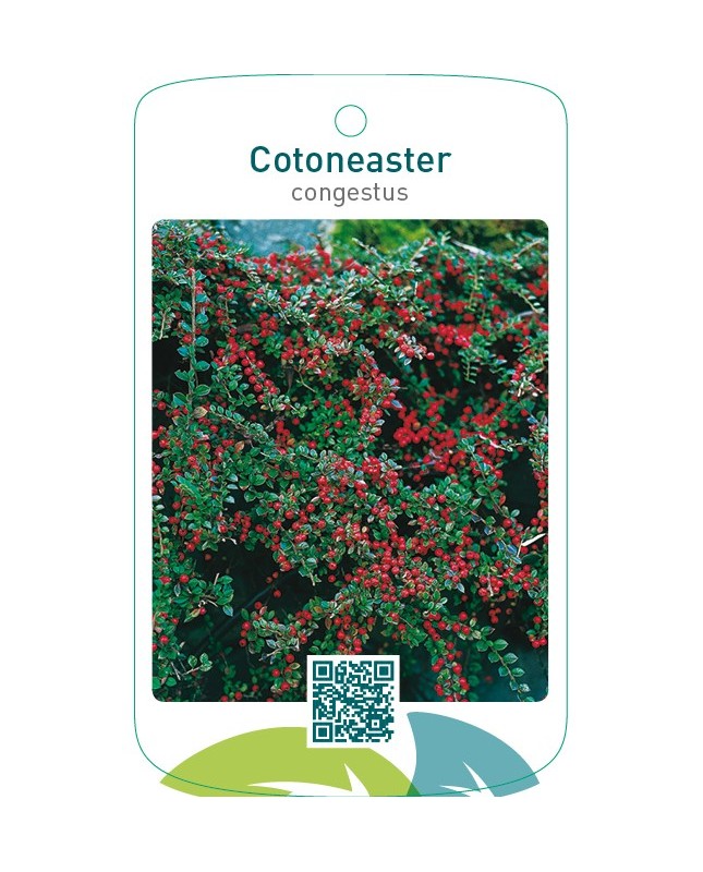 Cotoneaster congestus