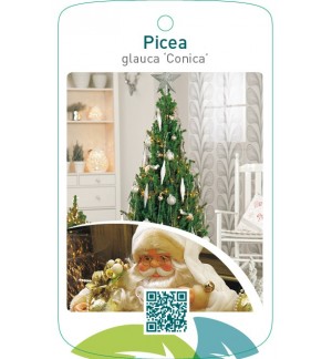 Picea glauca ‘Conica’ Christmas