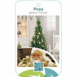 Picea glauca ‘Conica’ Christmas