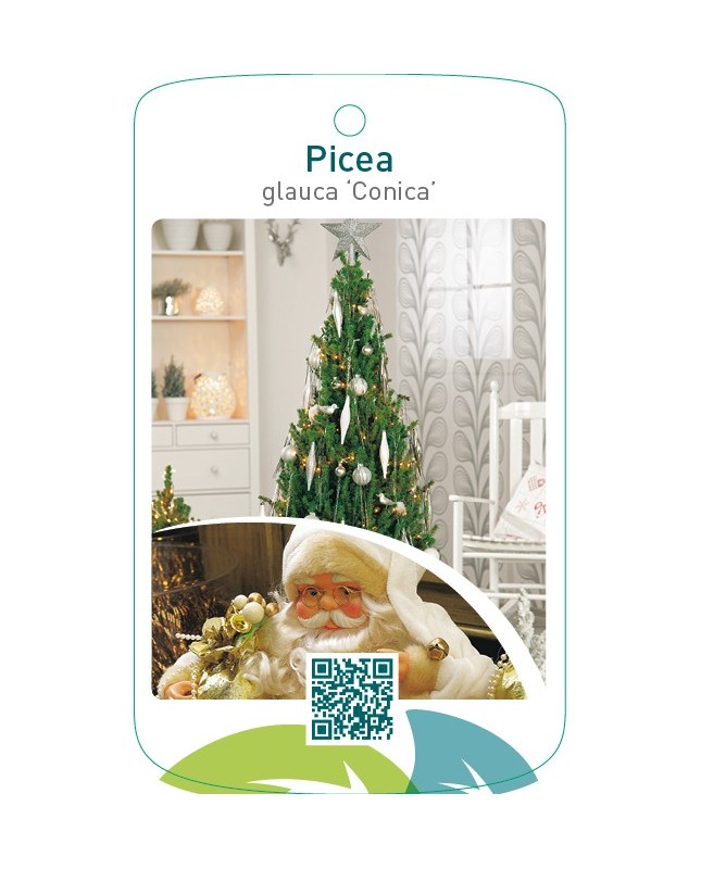 Picea glauca ‘Conica’ Christmas