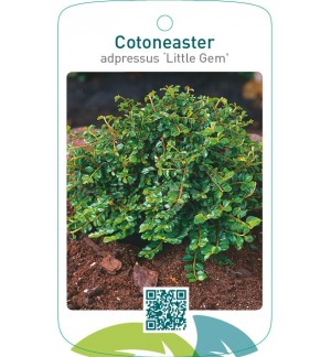 Cotoneaster adpressus ‘Little Gem’