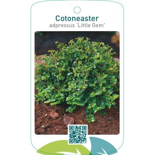 Cotoneaster adpressus ‘Little Gem’