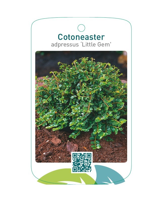 Cotoneaster adpressus ‘Little Gem’