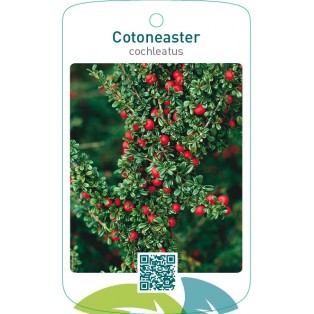 Cotoneaster cochleatus