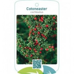 Cotoneaster cochleatus