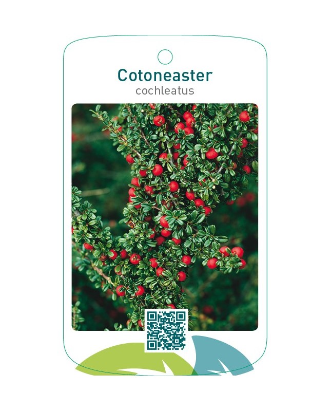 Cotoneaster cochleatus