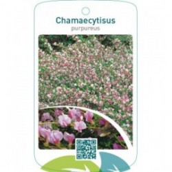 Chamaecytisus purpureus