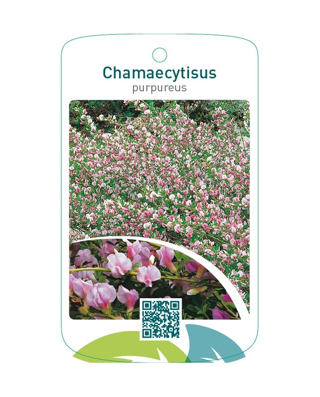 Chamaecytisus purpureus