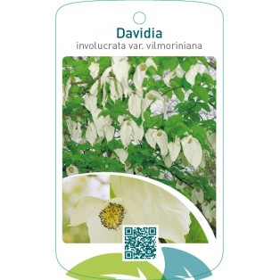 Davidia involucrata var. vilmoriniana