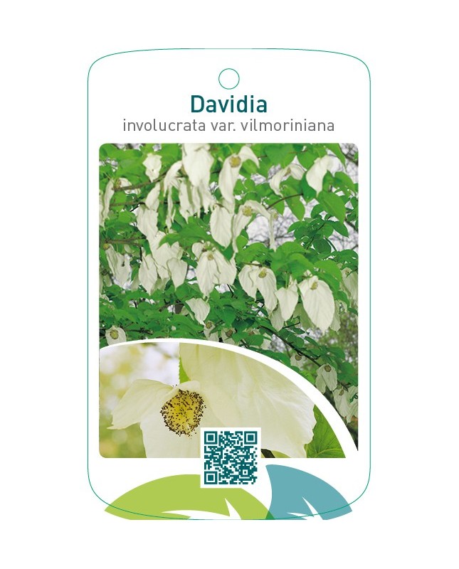 Davidia involucrata var. vilmoriniana