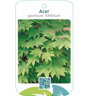 Acer japonicum ‘Vitifolium’