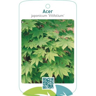 Acer japonicum ‘Vitifolium’