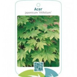 Acer japonicum ‘Vitifolium’