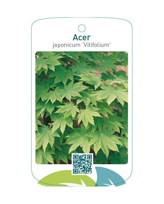 Acer japonicum ‘Vitifolium’
